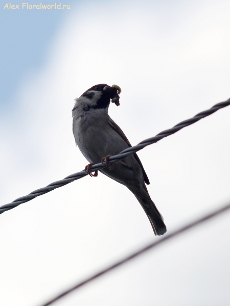 Passer montanus
Ключевые слова: Passer montanus
