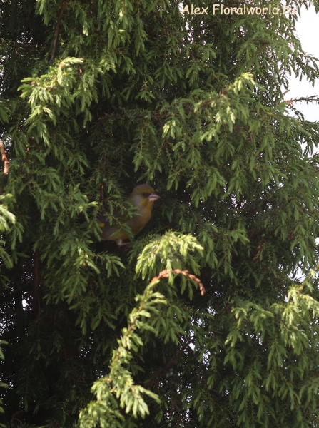 Carduelis chloris
Ключевые слова: Carduelis chloris