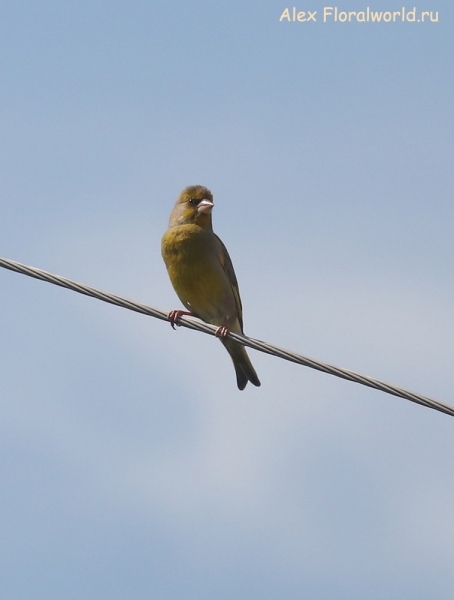Carduelis chloris
Ключевые слова: Carduelis chloris