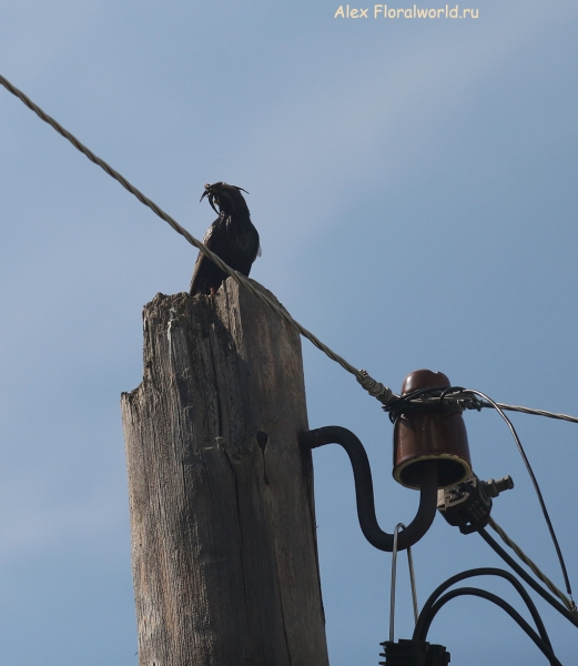Sturnus vulgaris
Ключевые слова: Sturnus vulgaris