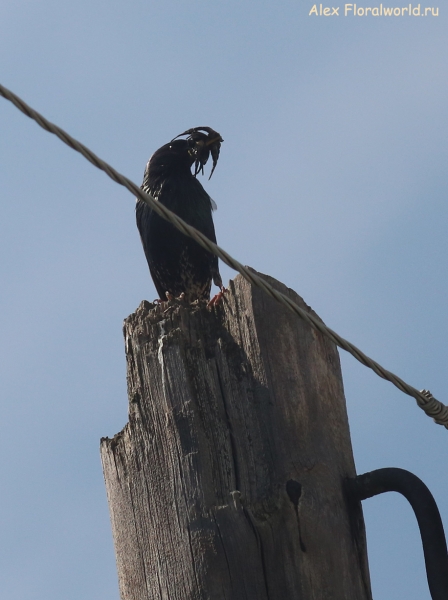 Sturnus vulgaris
Ключевые слова: Sturnus vulgaris