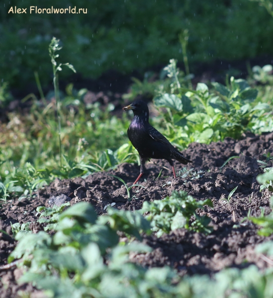 Sturnus vulgaris
Ключевые слова: Sturnus vulgaris