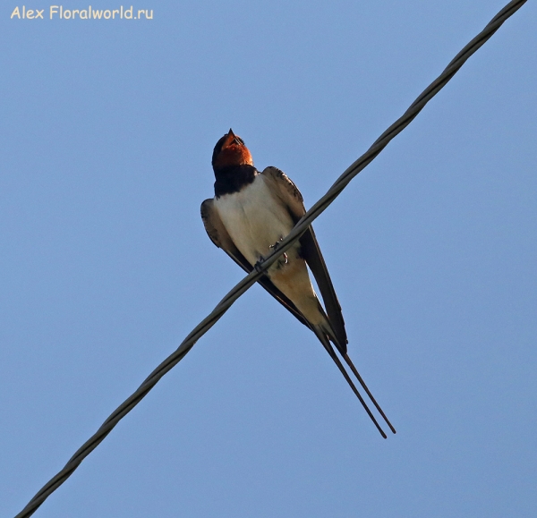 Hirundo rustica
Ключевые слова: Hirundo rustica