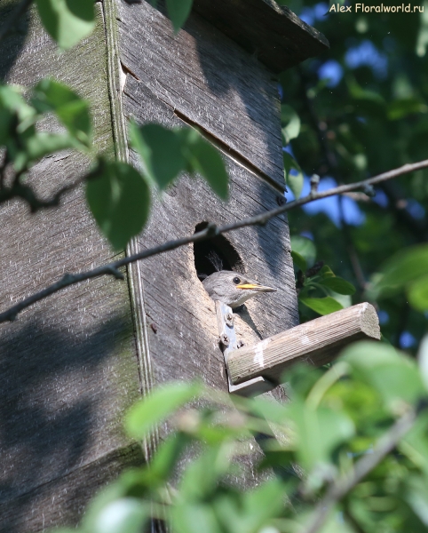 Sturnus vulgaris
Ключевые слова: Sturnus vulgaris