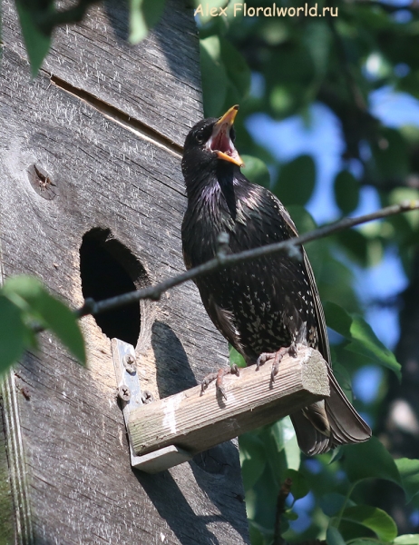 Sturnus vulgaris
Ключевые слова: Sturnus vulgaris