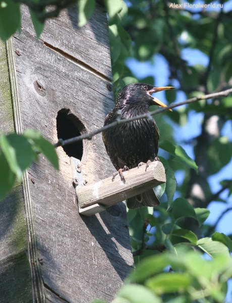 Sturnus vulgaris
Ключевые слова: Sturnus vulgaris