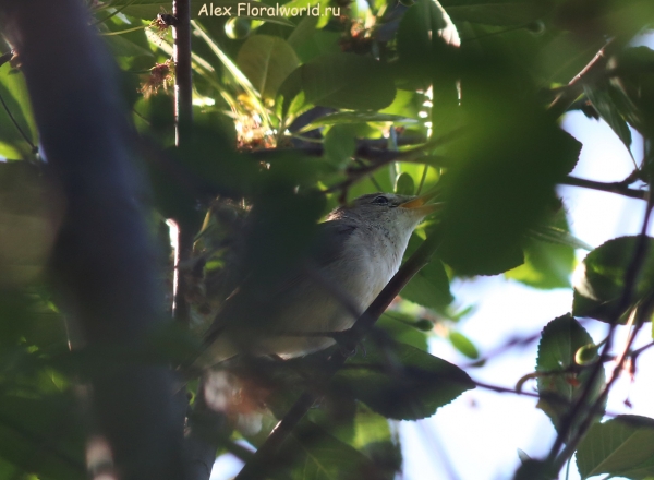 Acrocephalus dumetorum
Ключевые слова: Acrocephalus dumetorum