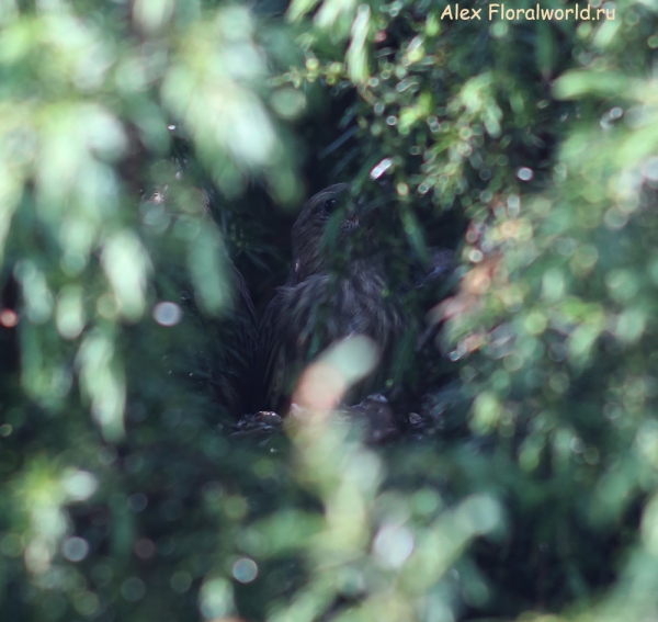 Carduelis chloris
Ключевые слова: Carduelis chloris