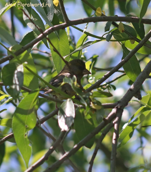Carduelis chloris
Ключевые слова: Carduelis chloris