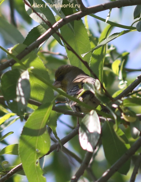 Carduelis chloris
Ключевые слова: Carduelis chloris