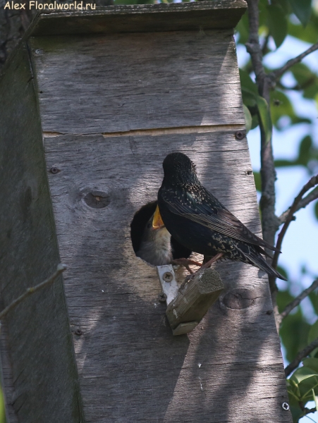 Sturnus vulgaris
Ключевые слова: Sturnus vulgaris