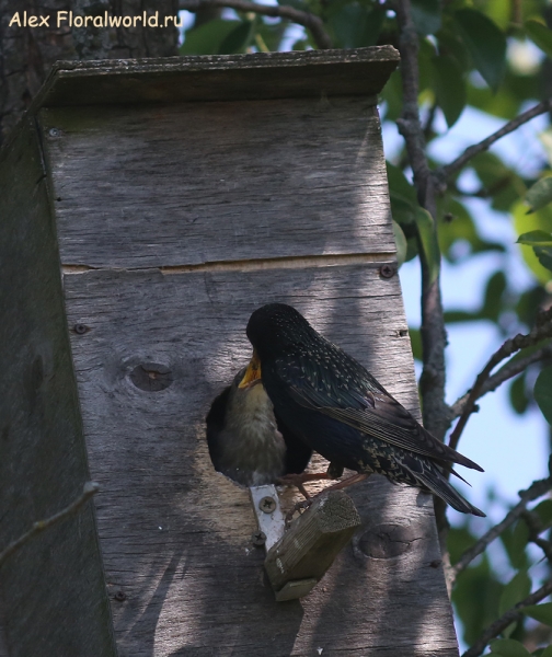 Sturnus vulgaris
Ключевые слова: Sturnus vulgaris