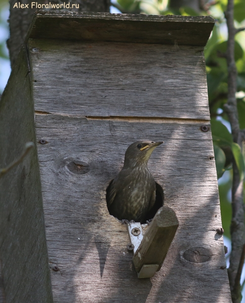 Sturnus vulgaris
Ключевые слова: Sturnus vulgaris
