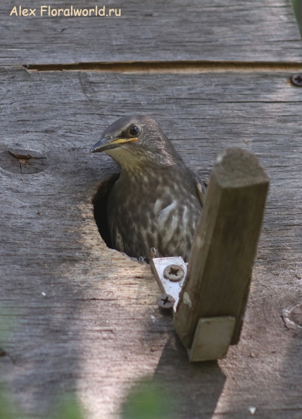 Sturnus vulgaris
Ключевые слова: Sturnus vulgaris