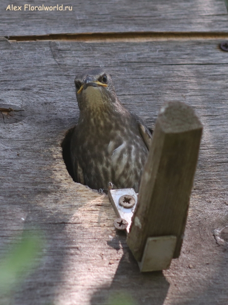Sturnus vulgaris
Ключевые слова: Sturnus vulgaris