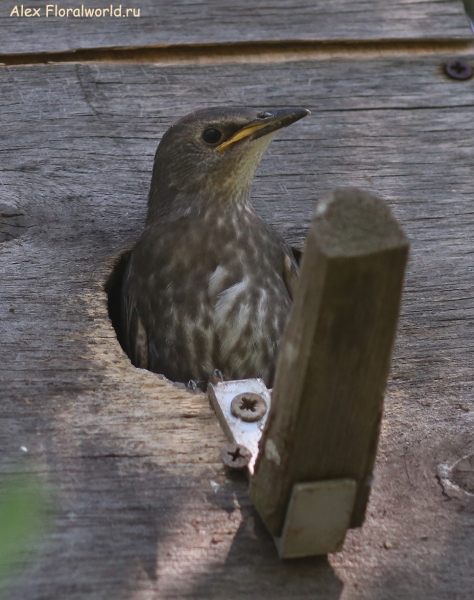 Sturnus vulgaris
Ключевые слова: Sturnus vulgaris