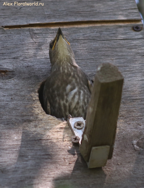 Sturnus vulgaris
Ключевые слова: Sturnus vulgaris