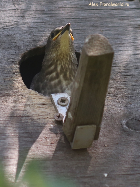 Sturnus vulgaris
Ключевые слова: Sturnus vulgaris