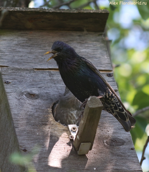 Sturnus vulgaris
Ключевые слова: Sturnus vulgaris