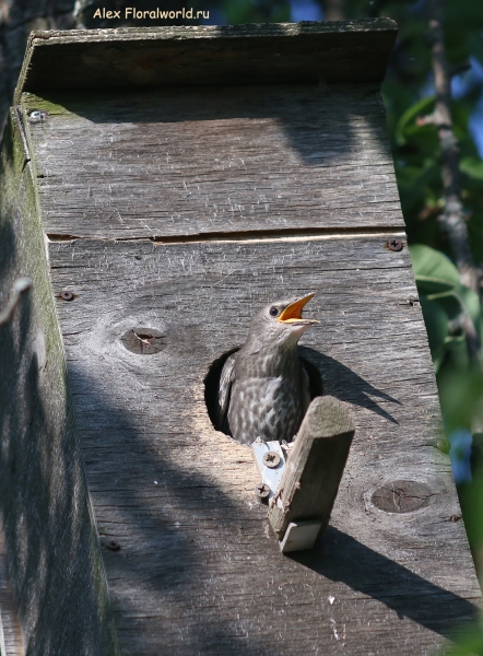 Sturnus vulgaris
Ключевые слова: Sturnus vulgaris