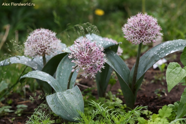 Allium Ivory Queen
Ключевые слова: Allium Ivory Queen