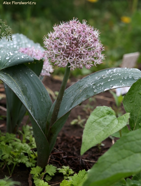 Allium Ivory Queen
Ключевые слова: Allium Ivory Queen