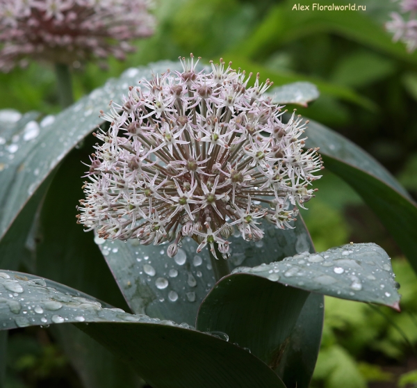 Allium Ivory Queen
Ключевые слова: Allium Ivory Queen