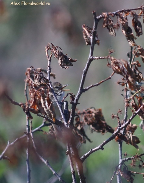 Acrocephalus dumetorum
Ключевые слова: Acrocephalus dumetorum