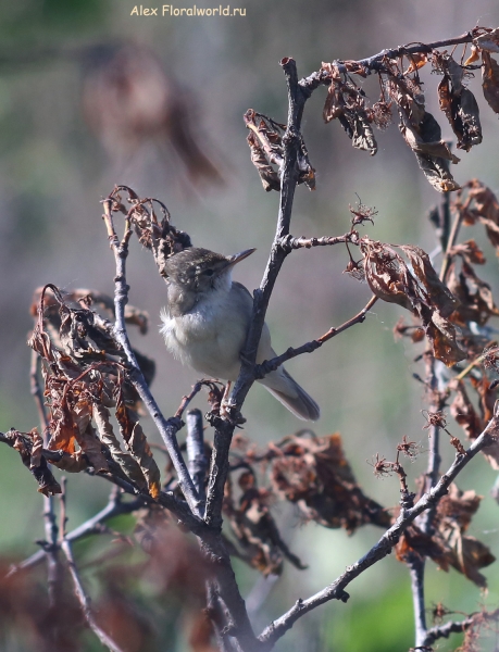 Acrocephalus dumetorum
Ключевые слова: Acrocephalus dumetorum