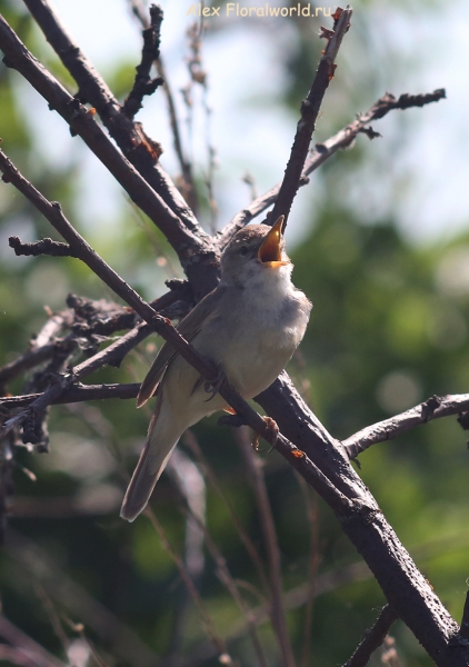 Acrocephalus dumetorum
Ключевые слова: Acrocephalus dumetorum