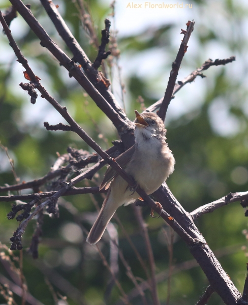 Acrocephalus dumetorum
Ключевые слова: Acrocephalus dumetorum