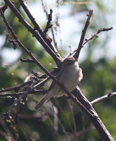 Acrocephalus dumetorum
Ключевые слова: Acrocephalus dumetorum