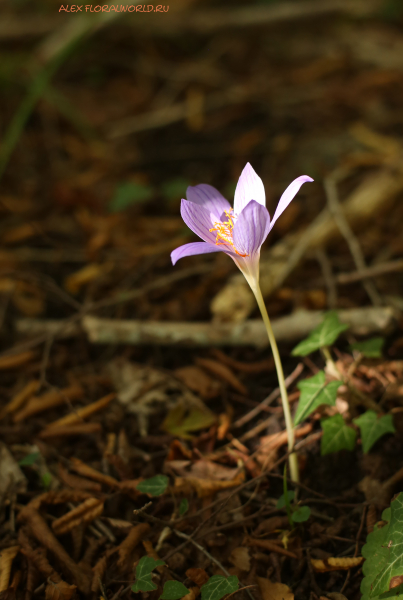 Crocus speciosus
Ключевые слова: Crocus speciosus