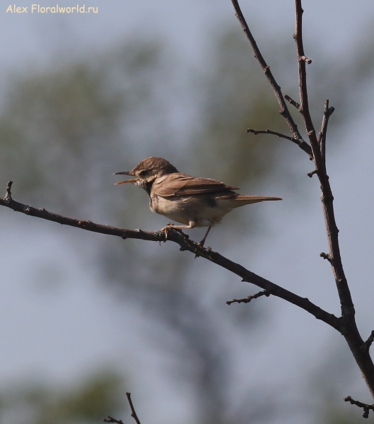 Acrocephalus dumetorum
Ключевые слова: Acrocephalus dumetorum