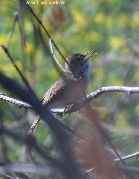 Acrocephalus dumetorum
Ключевые слова: Acrocephalus dumetorum