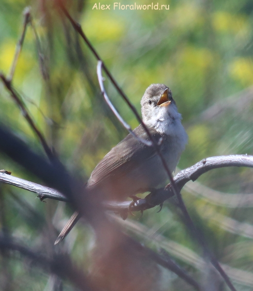 Acrocephalus dumetorum
Ключевые слова: Acrocephalus dumetorum