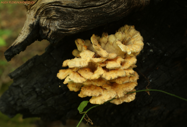 Laetiporus sulphureus
Ключевые слова: Laetiporus sulphureus