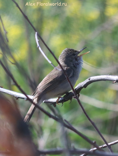 Acrocephalus dumetorum
Ключевые слова: Acrocephalus dumetorum