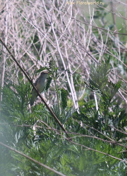 Acrocephalus dumetorum
Ключевые слова: Acrocephalus dumetorum