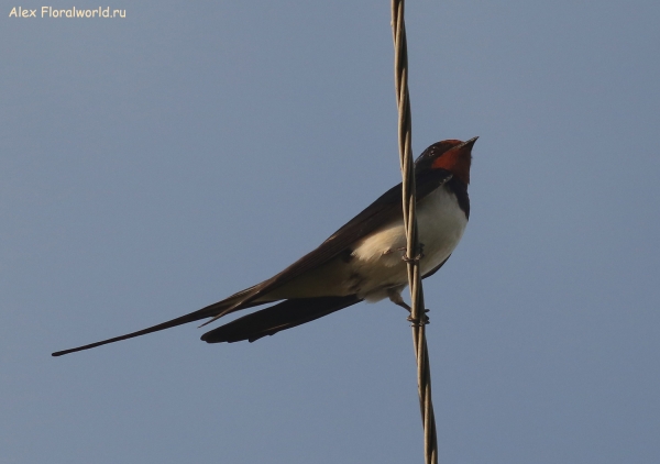 Hirundo rustica
Ключевые слова: Hirundo rustica