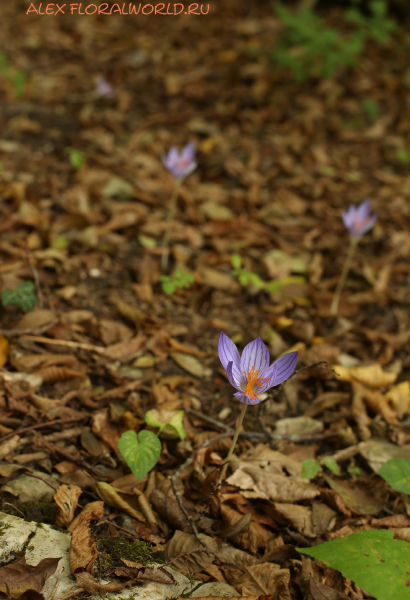 Crocus speciosus
Ключевые слова: Crocus speciosus