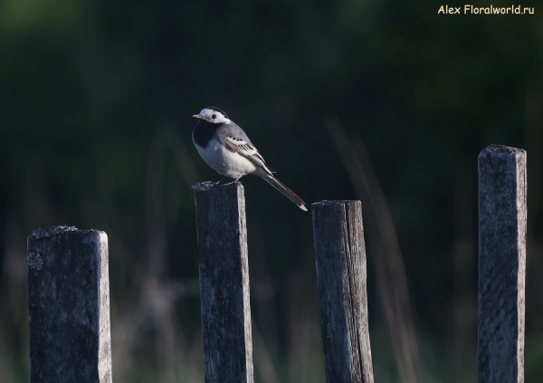 Motacilla alba
Ключевые слова: Motacilla alba