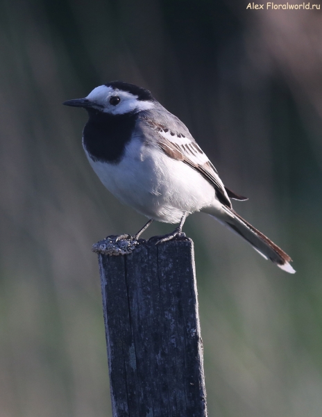 Motacilla alba
Ключевые слова: Motacilla alba