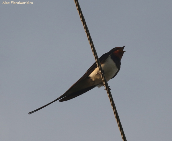 Hirundo rustica
Ключевые слова: Hirundo rustica