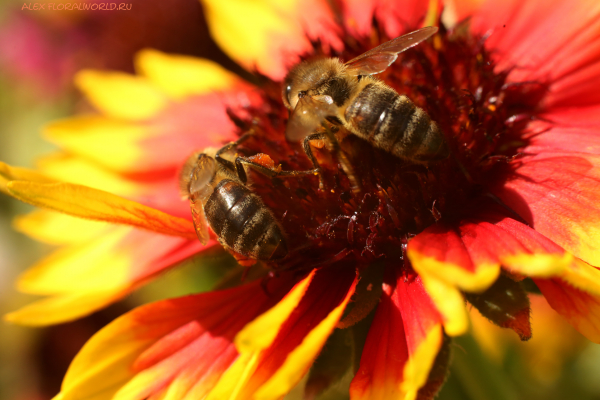 Пчелы на гайлардии
Ключевые слова: пчела гайлардия