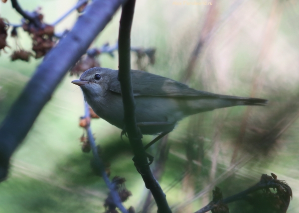 Acrocephalus
Ключевые слова: Acrocephalus