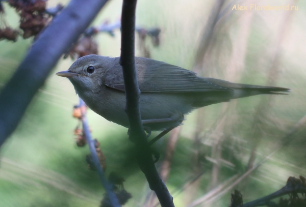 Acrocephalus
Ключевые слова: Acrocephalus