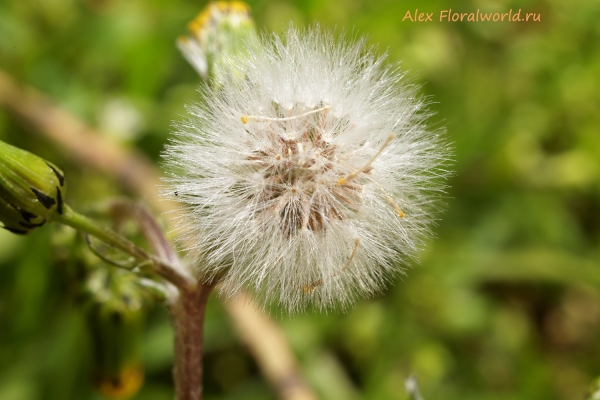 Senecio vulgaris
Ключевые слова: Senecio vulgaris