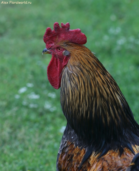 Gallus gallus
Ключевые слова: Gallus gallus