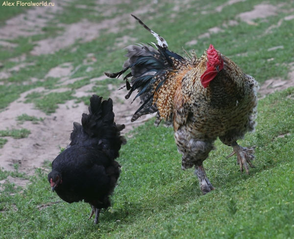 Gallus gallus
Ключевые слова: Gallus gallus